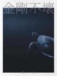 金刚不坏大寨主女主有几个